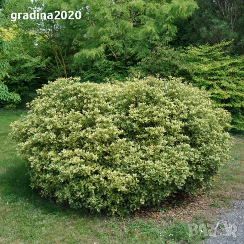 Османтус 'Goshiki', снимка 2 - Разсади - 53102822