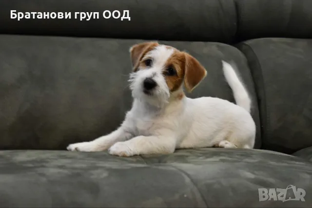 Джак Ръсел териер с родословие.