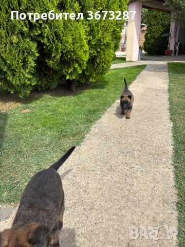 Белгйиска овчарка малинова, снимка 4 - Белгийска овчарка - 51650424