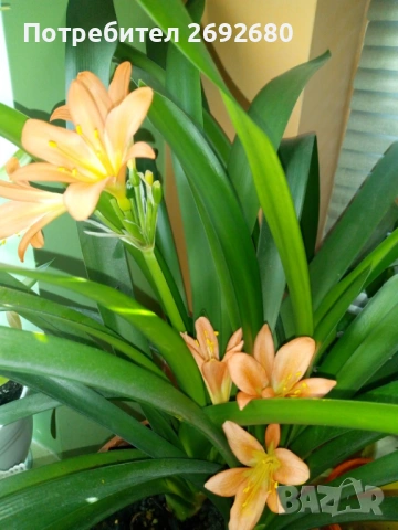 Голяма оранжева кливия 5бр.в една саксия с обща цена