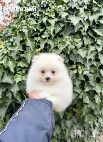Померан мини момче. Померанче
