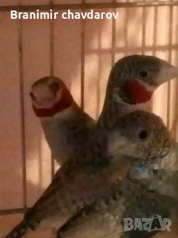 продавам амадини , снимка 14 - Амадини - 51182745