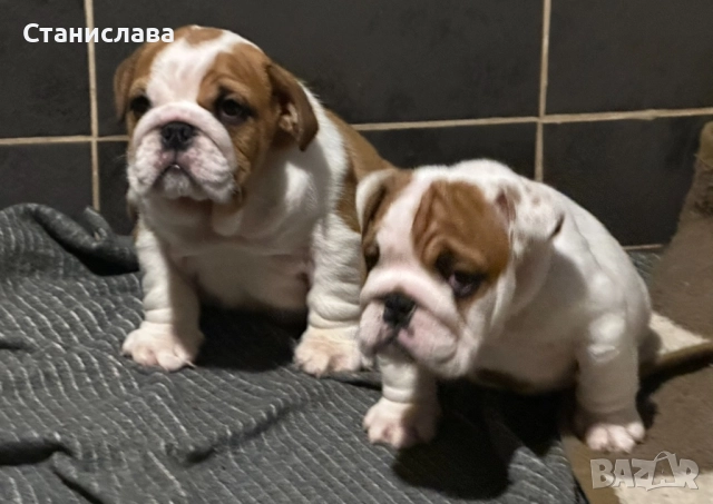 Английски булдог, снимка 8 - Английски булдог - 52345083