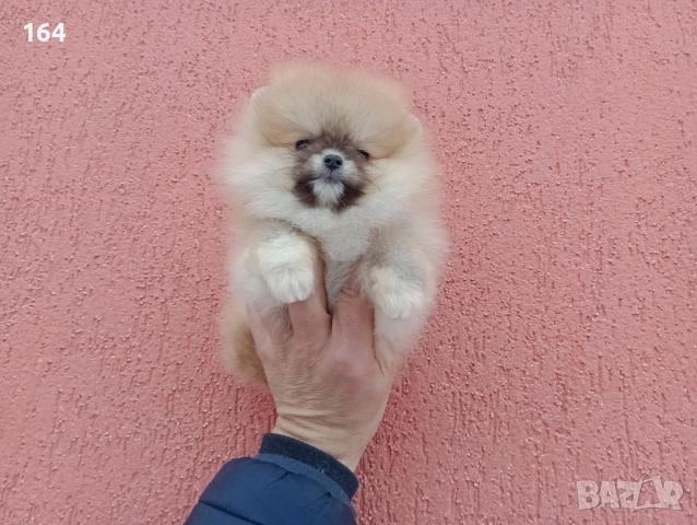 Женски мини Померан. Реални снимки от 02.02.26 г. , снимка 2 - Померан - 53321917