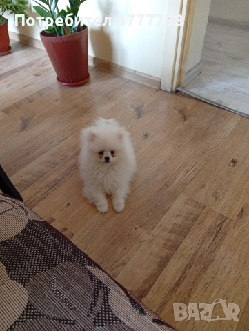 померан реални снимки , снимка 2 - Померан - 54058098