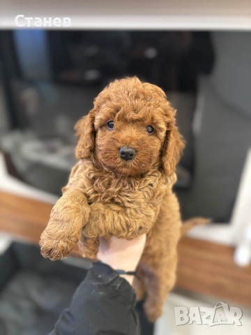 Той Пудел Момче  /Toy Poodle, снимка 8 - Пудели - 53305362