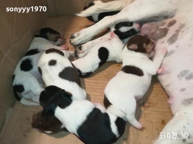 ДЖАК РЪСЕЛ БЕБЕТА-УНИКАЛНИ СЛАДУРИ 250ЛВ ЗА ЕДНО 3108251853, снимка 3 - Джак ръсел териер - 51554322