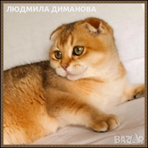 Шотландско мъжко с родословие , снимка 10 - Британска късокосместа - 52998142