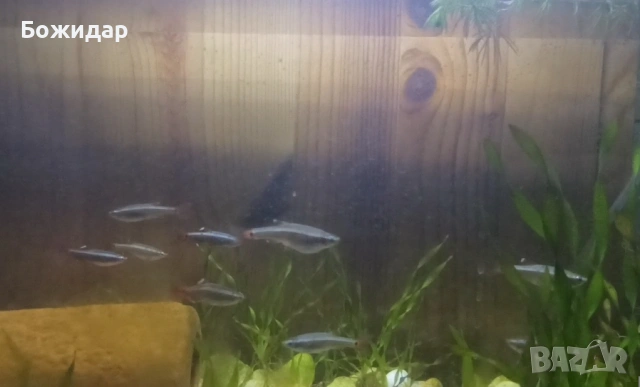 Подарявам рибки кардинал , снимка 2 - Рибки - 53835724