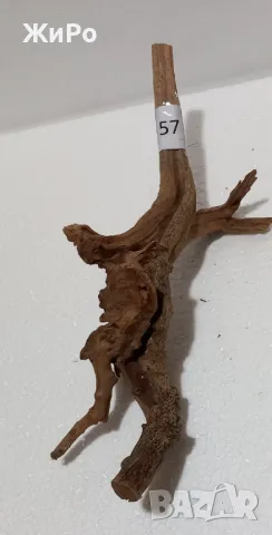 Корен от Азалия /декорация/ 57, снимка 2 - Други - 49874929