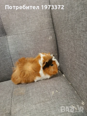 Малки морски свинчета , альпака и шелти , снимка 1