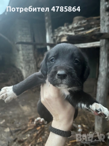 Подаряваме кученца, снимка 5 - Други - 54070711