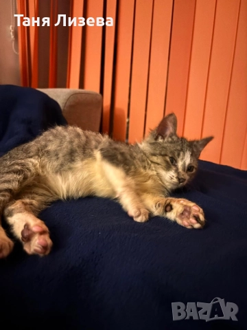 Подарявам котенце, снимка 3 - Други - 52462254