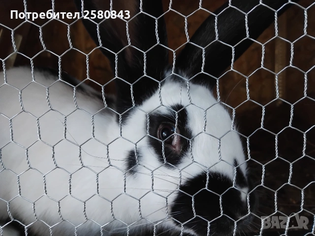 Зайци немска пеперуда чисти, снимка 5 - Други - 54154671