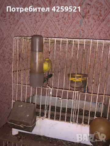 Канарче, снимка 3 - Други животни - 53243751