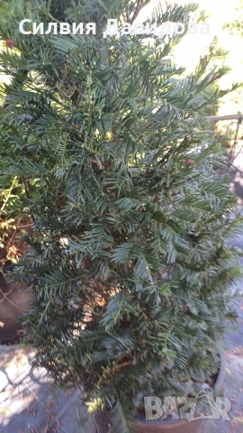 Тис, снимка 12 - Градински цветя и растения - 52501681