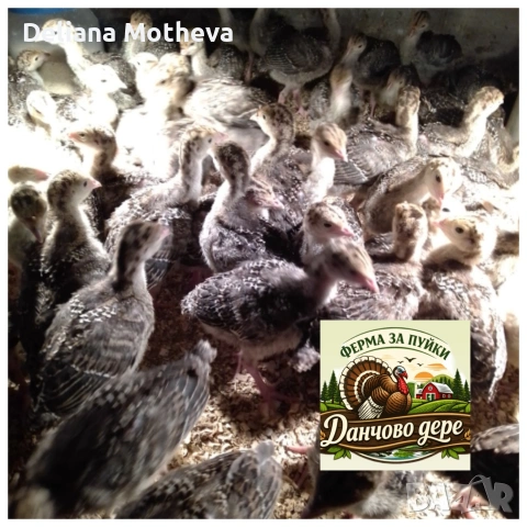 Малки пуйчета 