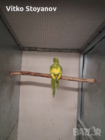 Малък Александър, снимка 3 - Папагали - 52169572