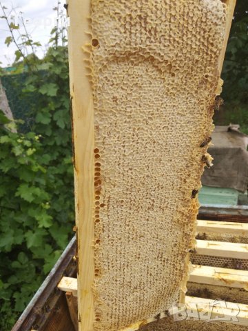 Пчелен Мед във Восъчна Пита.