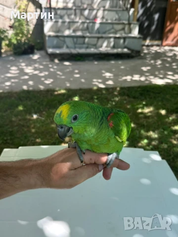 синьочела амазона, снимка 1