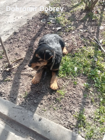 Ягтериери , снимка 4 - Ягдтериер - 51487686