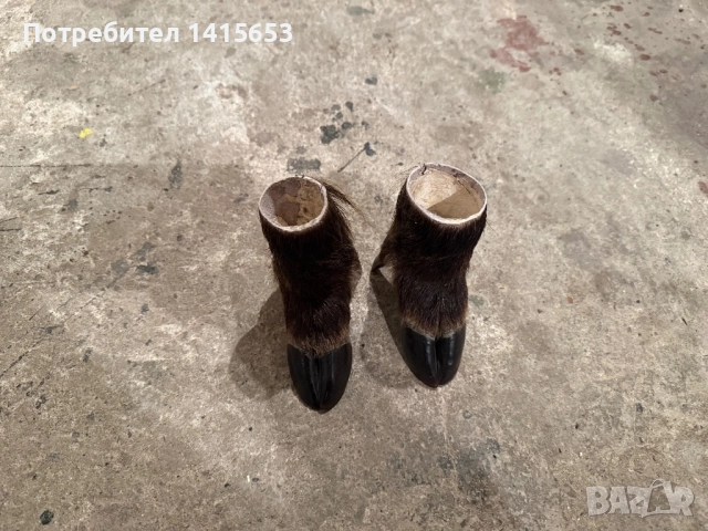 Продавам моливник от крак на прасе