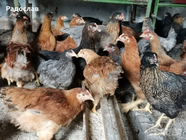 Ярки шарени селски домашни за яйца и месо, кокошки Носачки, петли 