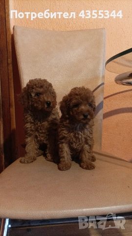 Мини пудел , снимка 4 - Пудели - 54294355