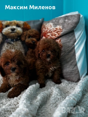 Кавапу / Cavapoo, снимка 2 - Пудели - 54338356