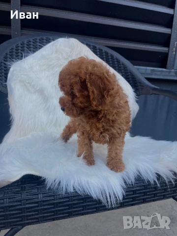 Той пудел, снимка 1