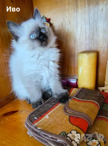 котенца Ragdoll/Регдол, снимка 3 - Други - 55792070