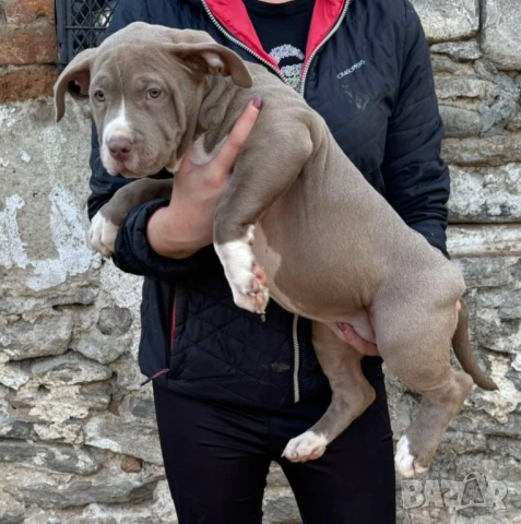 Американско були хл American bully XL, снимка 10 - Други - 51978331
