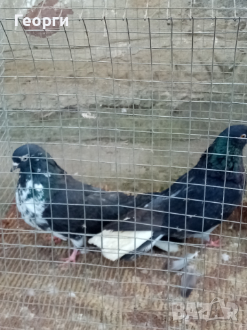 Николаевски гълъби 5 двойки , снимка 16 - Гълъби - 44517160
