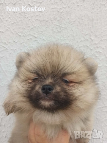 Продавам померанчета