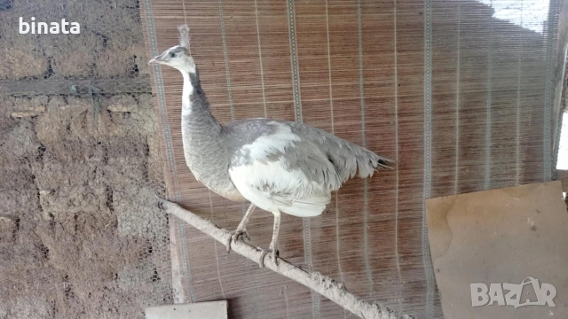 Пауни опал Арлекин , снимка 2 - други­ - 52450701