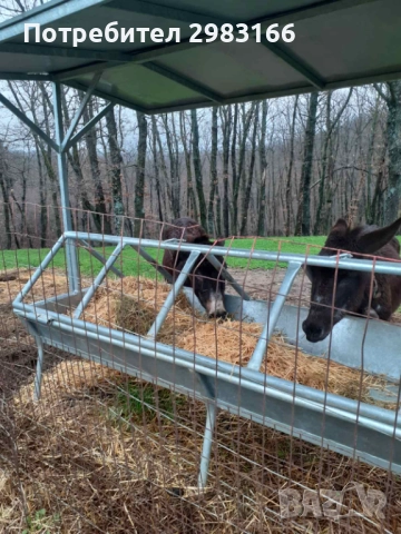 Женско магаре