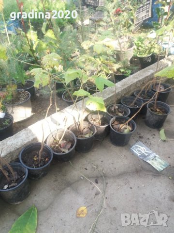 Налични 27 СОРТА МАЛИНИ, снимка 6 - Разсади - 39103096