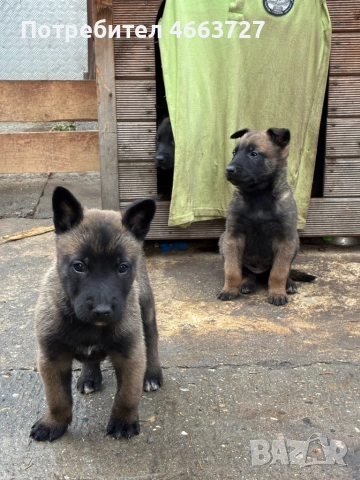 Продавам Белгийски овчарки, снимка 12 - Белгийска овчарка - 52579124