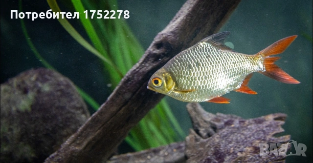 Bardo tinfoil tamanho 15+ см. 68,45лв. Има подарък към него, азиятикус 8см.