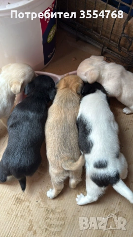 Продавам Мини болонка , снимка 2 - Болонка - 54338785