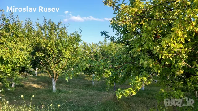 Перфектна Овошна Градина на 10 години 130дка. Сливи Стенлей, Круши и Дули