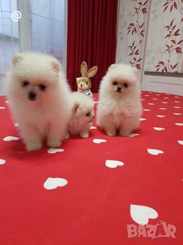 Померан померанчета свободни Гр. София, снимка 9 - Померан - 54000215