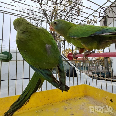 продавам папагали барабанди, снимка 5 - Папагали - 53897281
