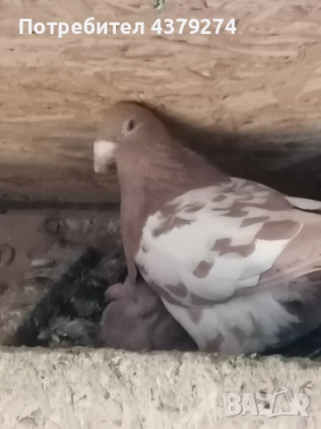 100% Мюлеманс, снимка 4 - Гълъби - 54129201