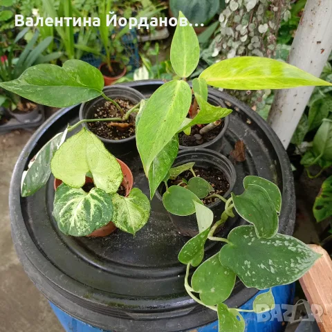 стайни цветя и комплекти, снимка 7 - Стайни растения - 56140185