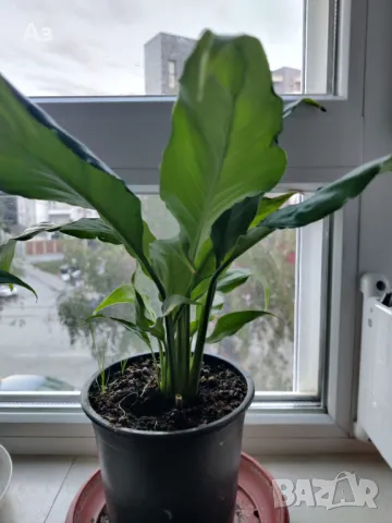 Цветя Спатифилум - в начало на цъфтеж, 6 броя налични, снимка 10 - Стайни растения - 47681002