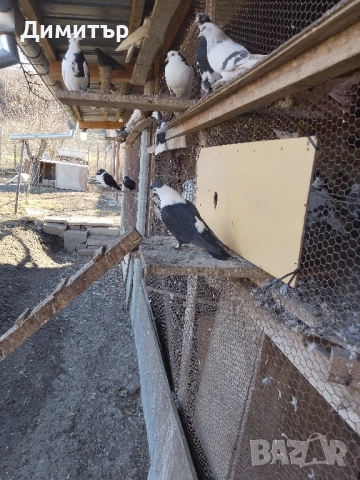 Гълъби шуменски и декорация. , снимка 11 - Гълъби - 52318134