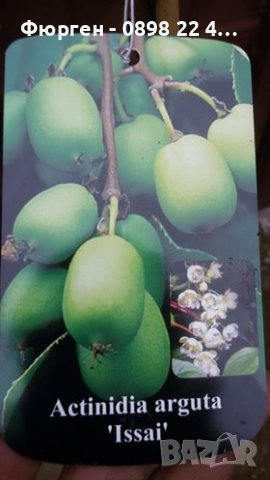 Киви Actinidia arguta Issai - МИНИ КИВИ – малко познато и много вкусно!, снимка 13 - Разсади - 38164416