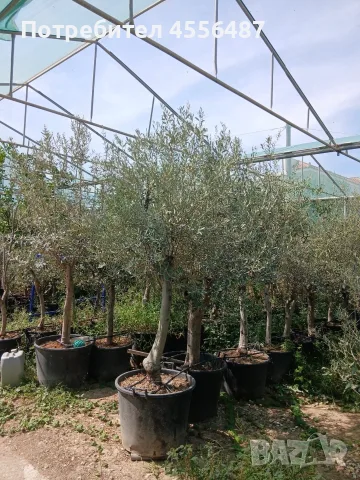 Продуктивни маслинови дървета olea europaea, снимка 5 - Градински цветя и растения - 56138815
