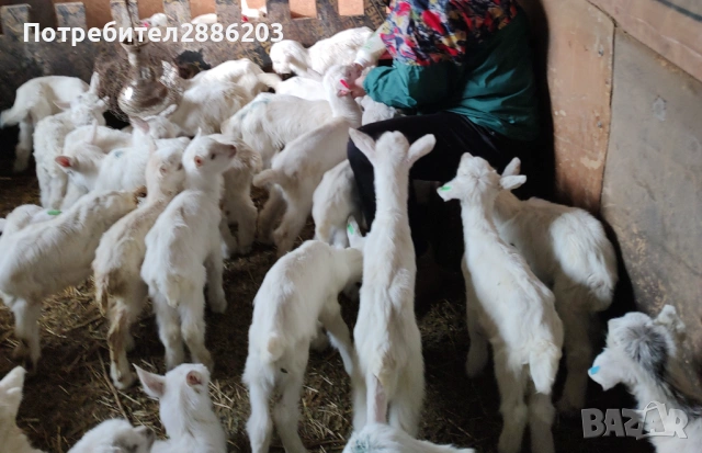 Ярета сукалчета - мъжки и женски, снимка 2 - Кози - 53316032